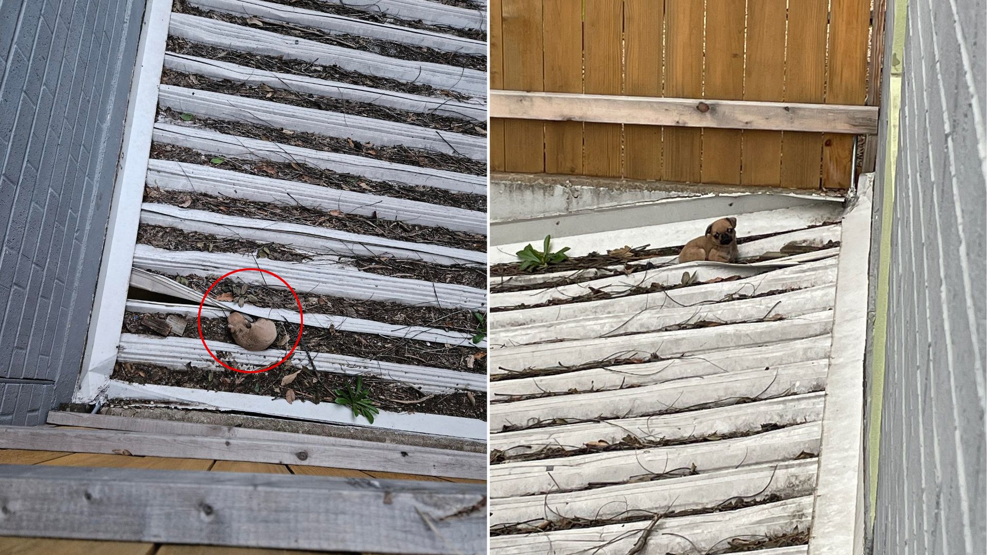 puppy on rooftop