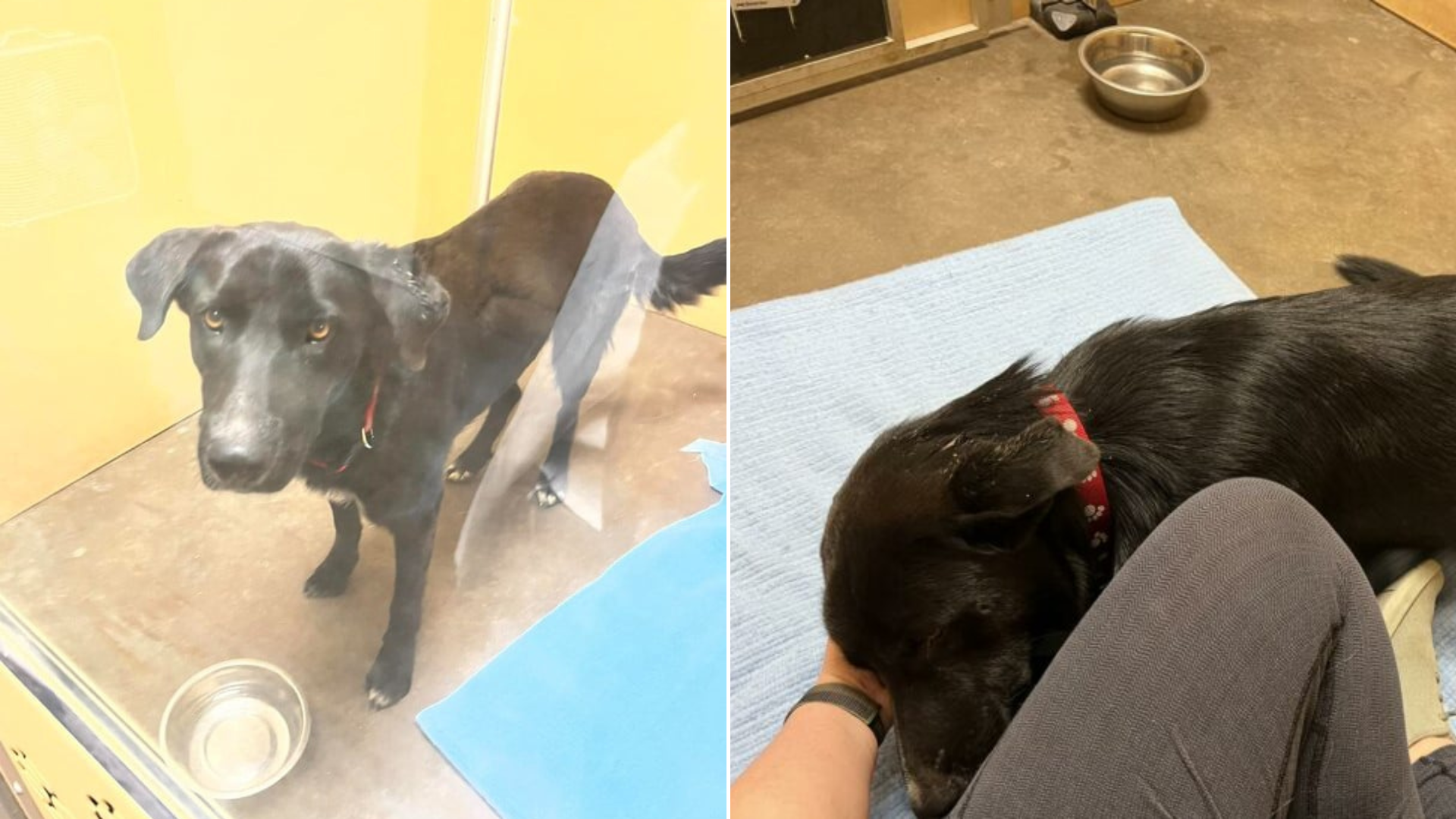 dog in shelter