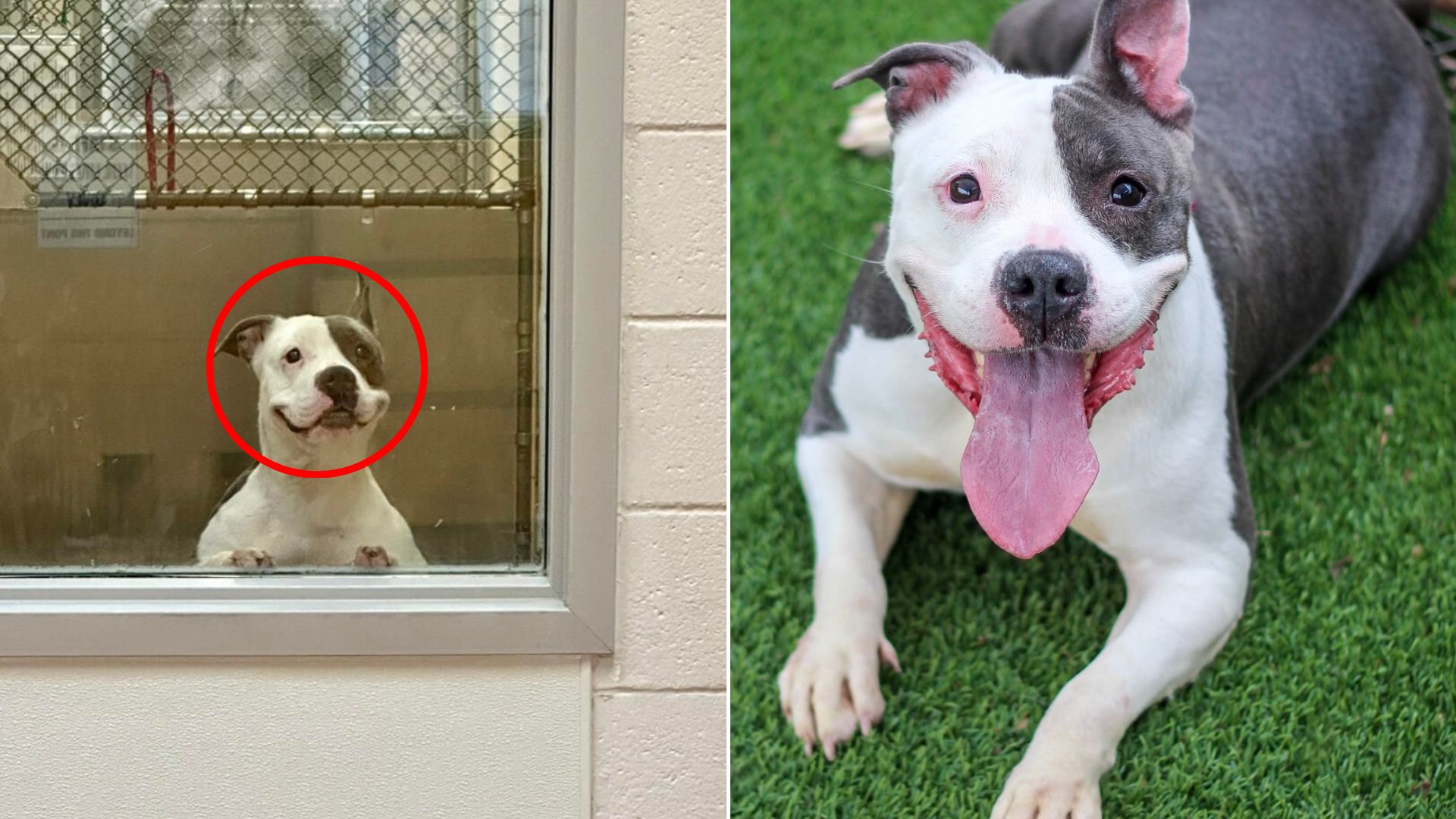 dog with smile