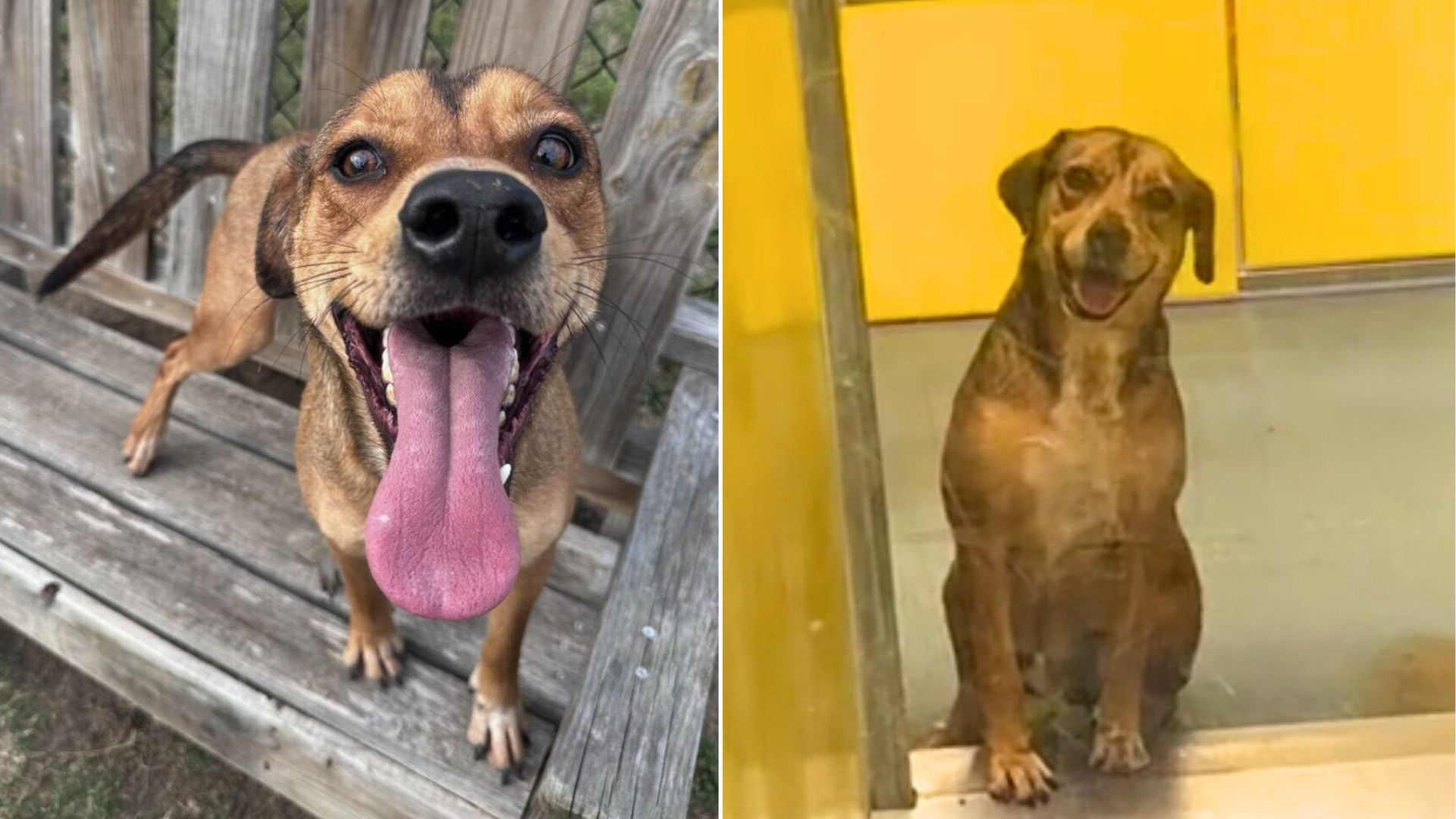 sweet dog in shelter