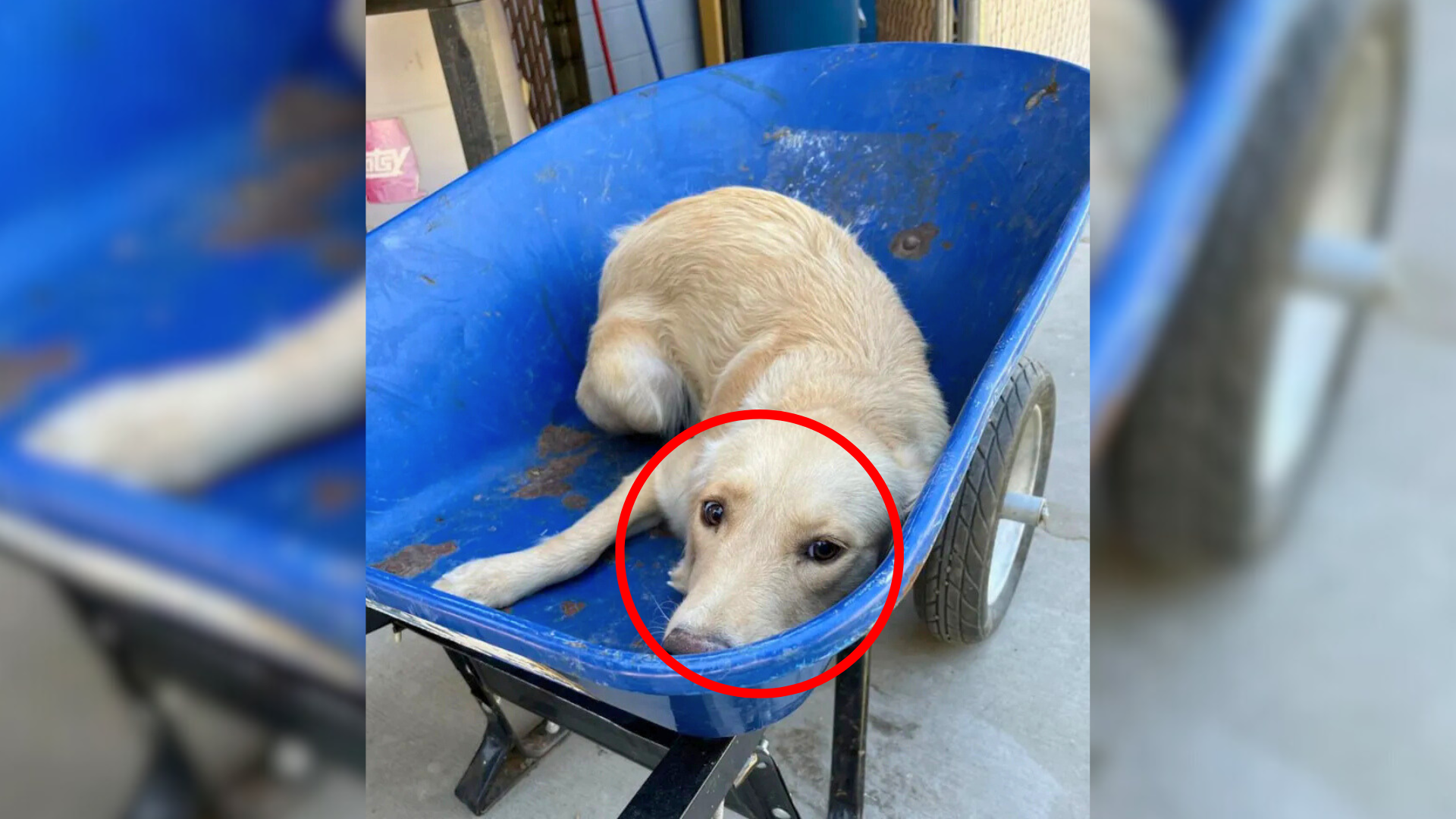 dog in a blue wheelbarrow