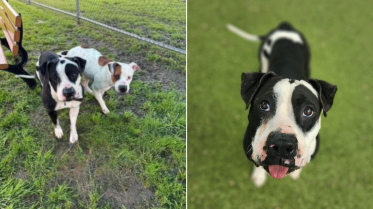 two dogs outdoors