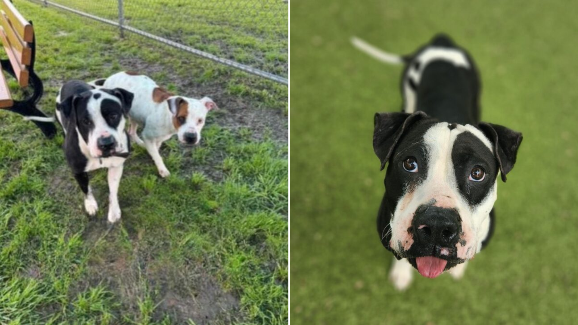 two dogs outdoors