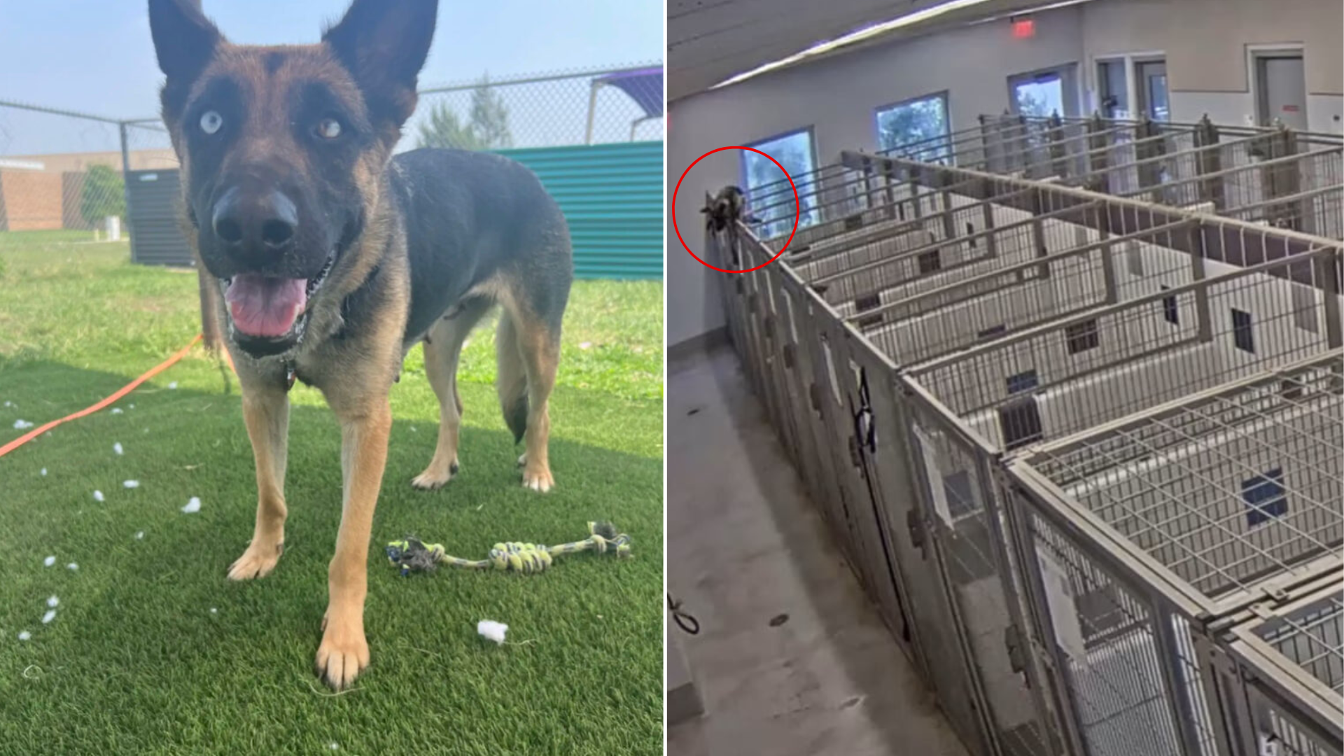 dog escaping kennel