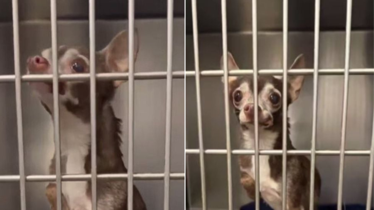tiny dog in cage