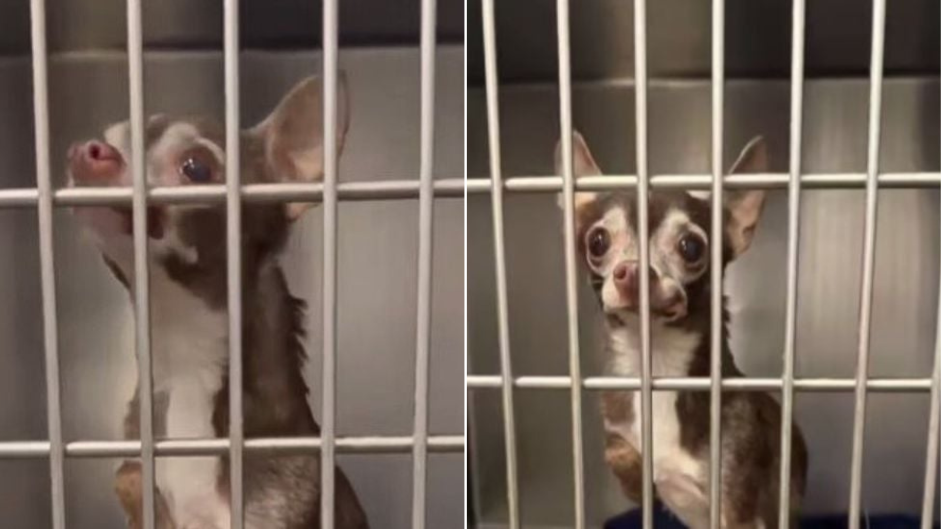 tiny dog in cage