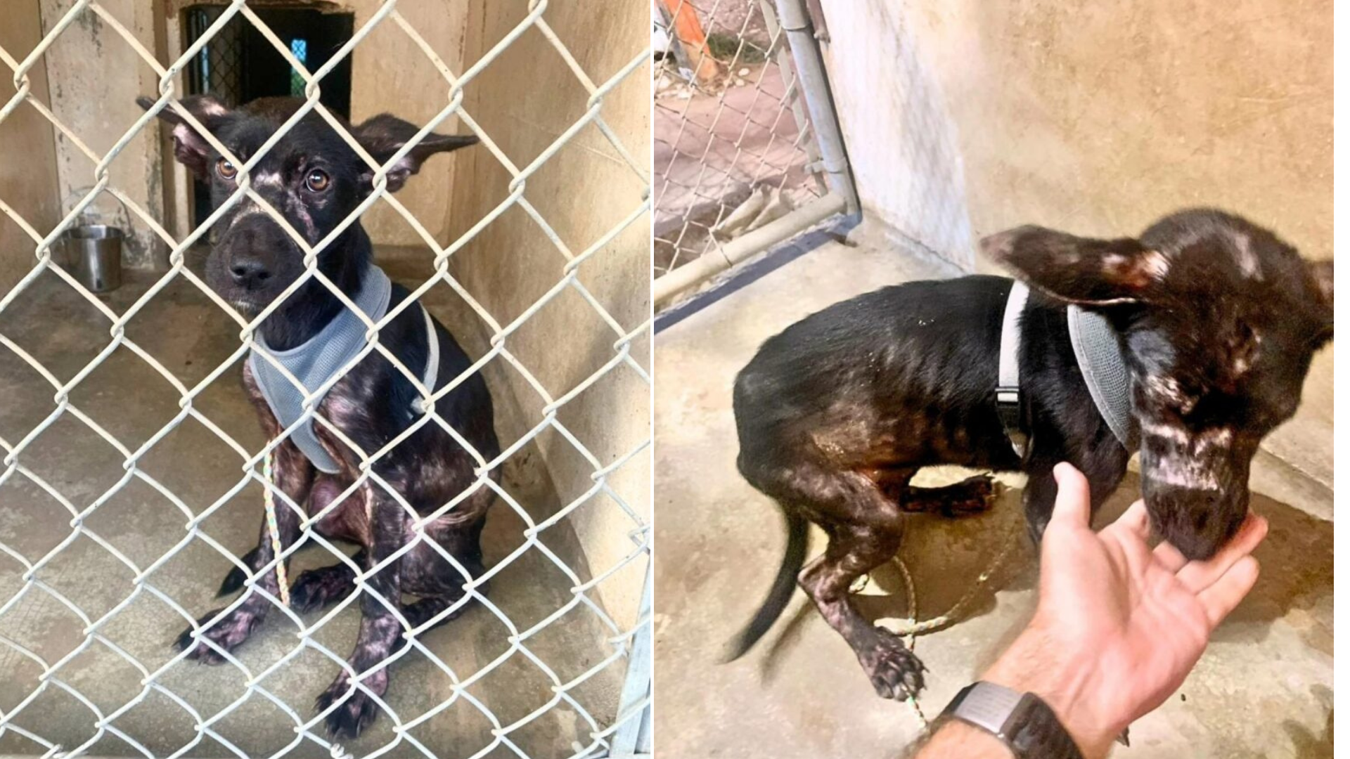 scared shelter puppy