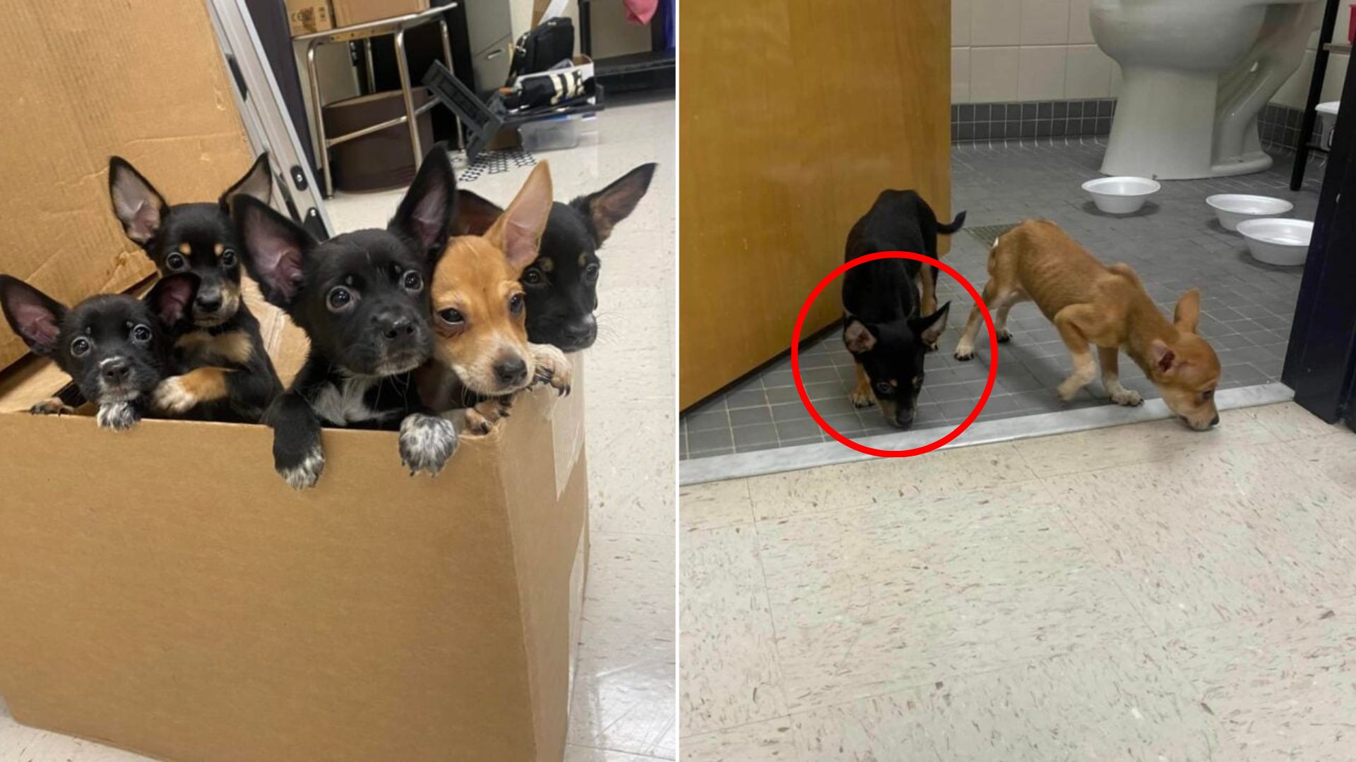 fragile puppies