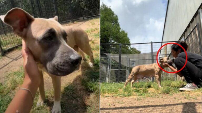 abandoned dog