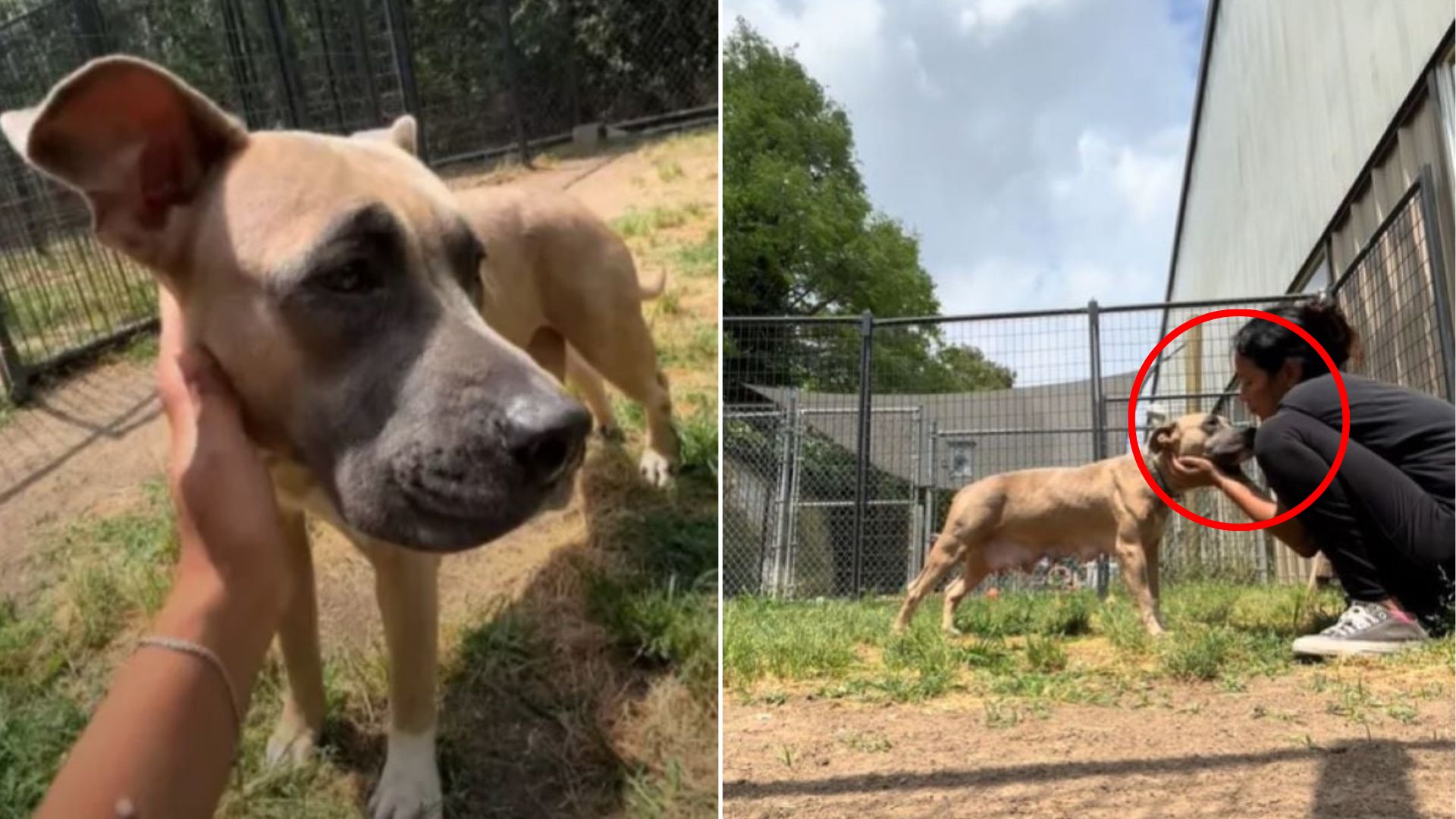 abandoned dog