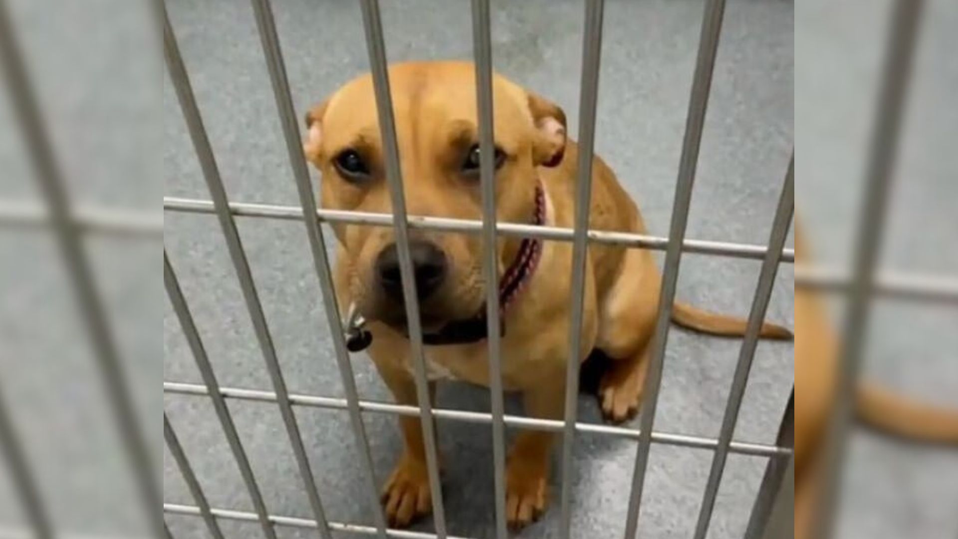 smiling shelter dog