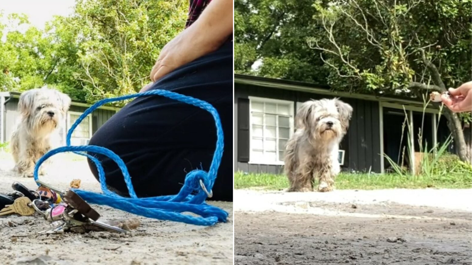 person offering dog food