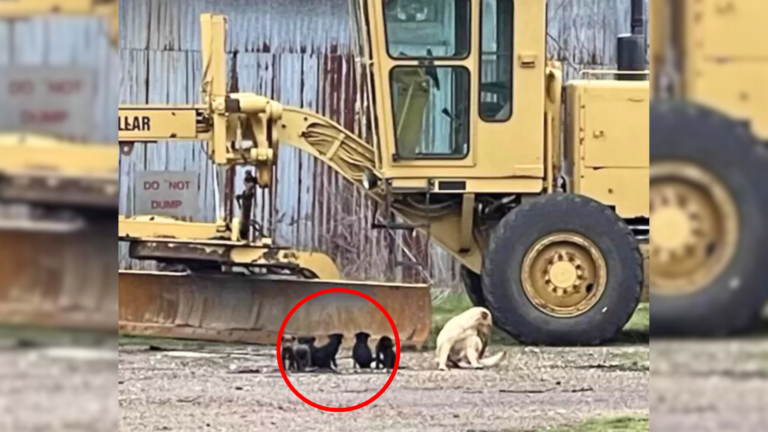 stray mother dog with puppies