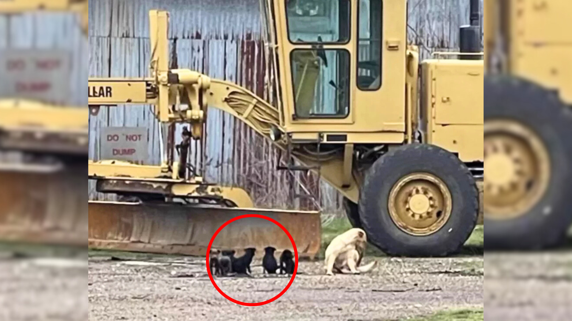stray mother dog with puppies