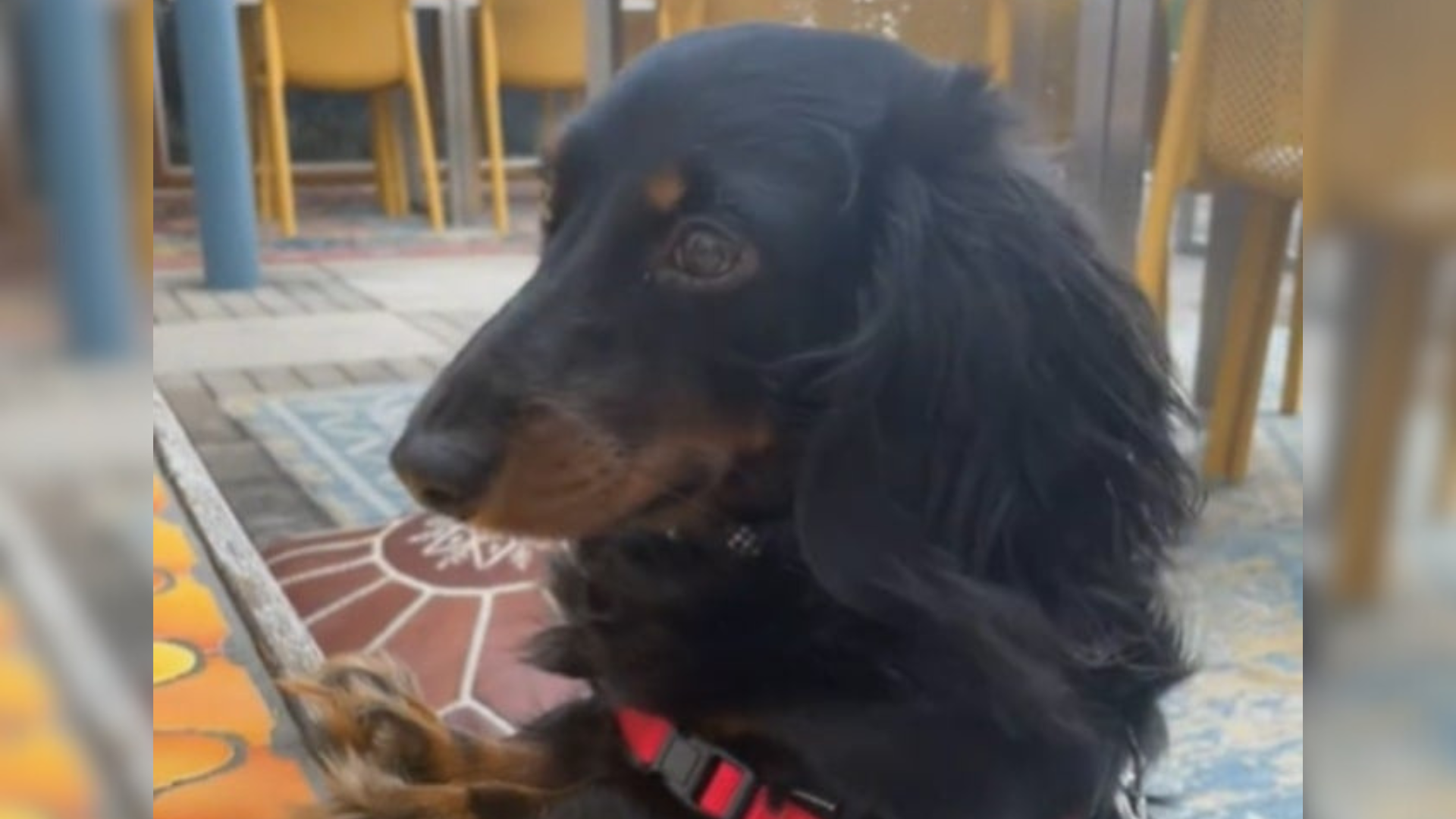 confused dog
