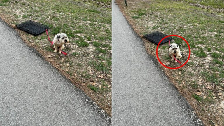 abandoned and tied dog
