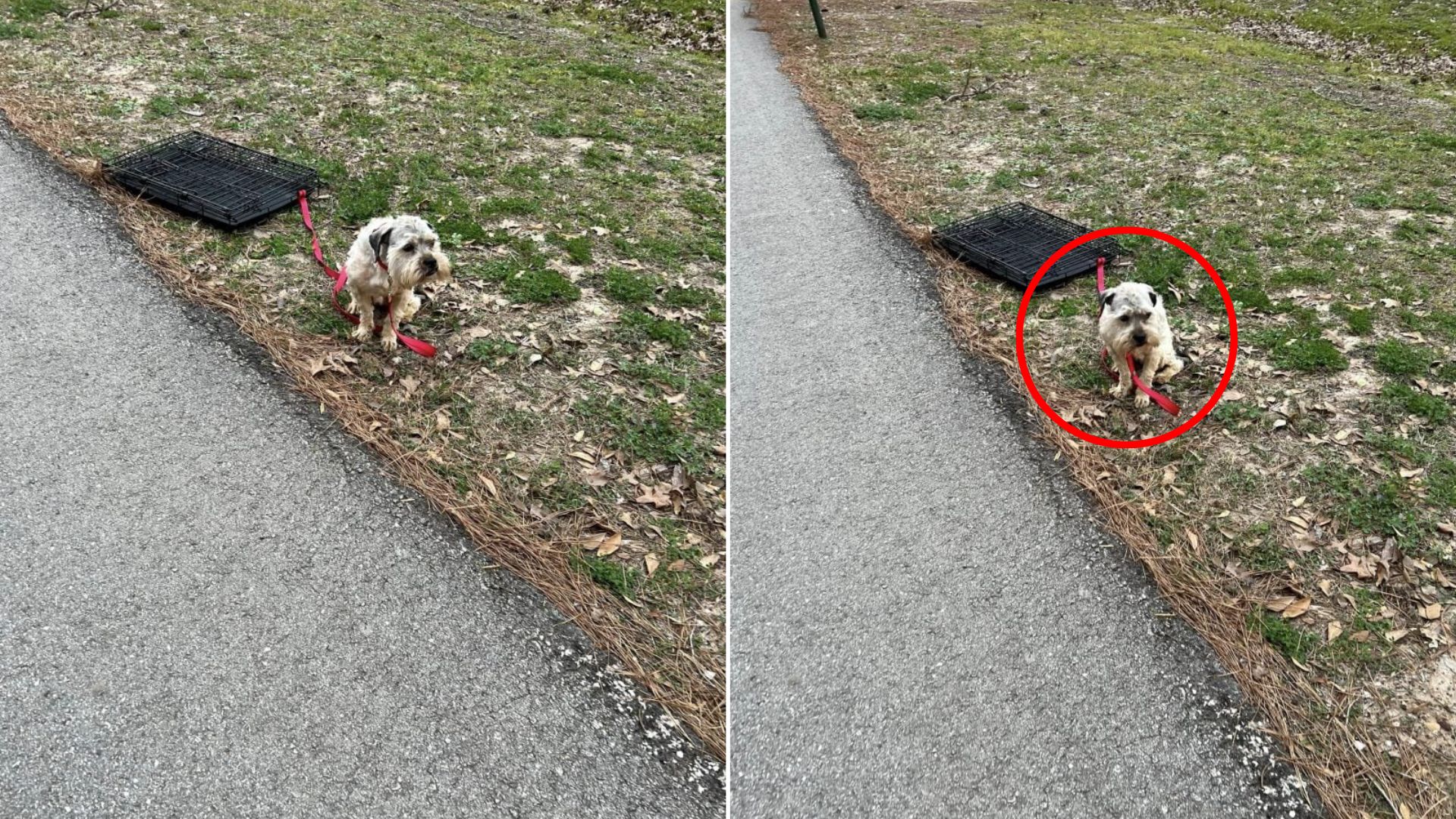 abandoned and tied dog