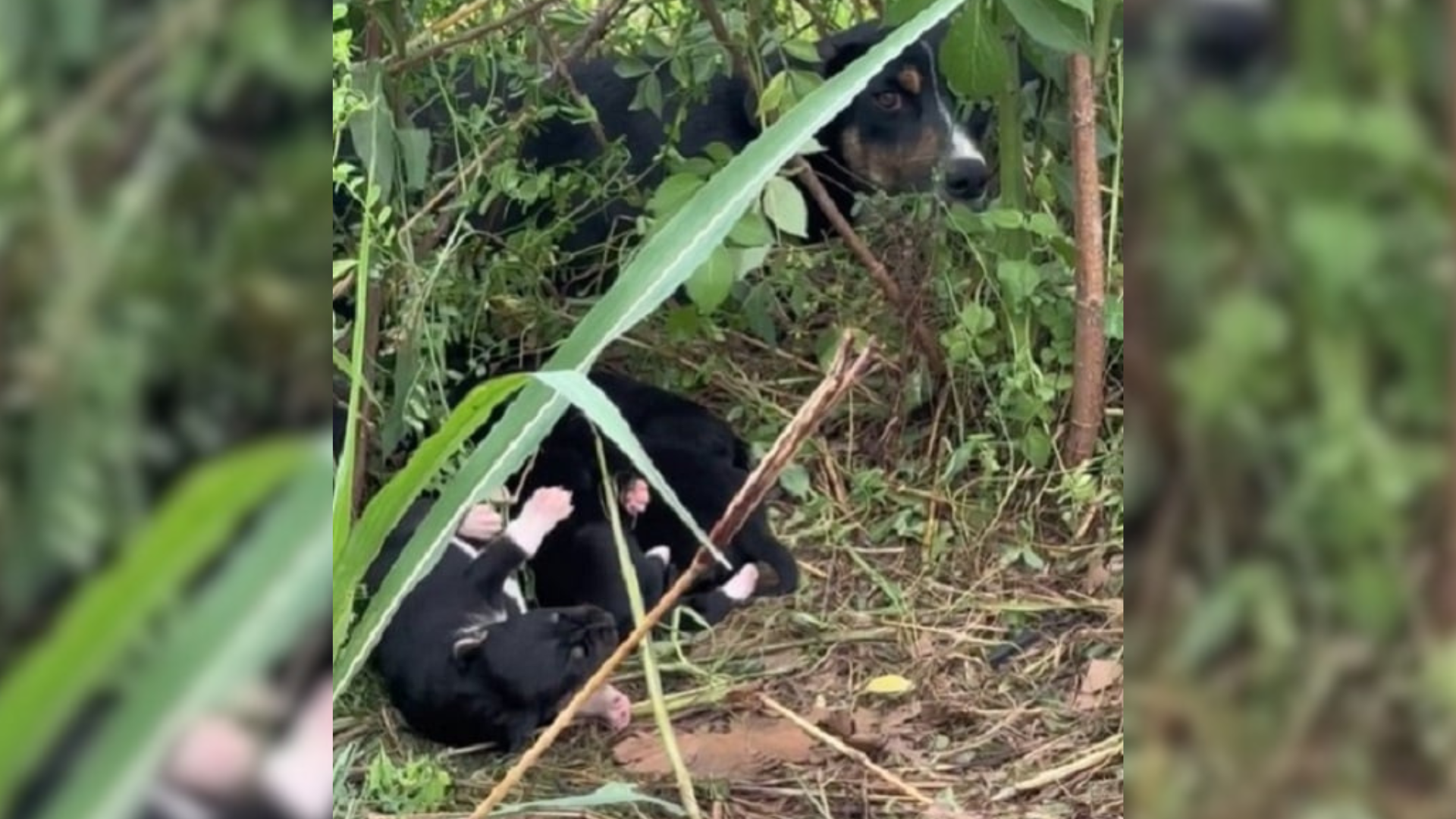 dog family in bushes