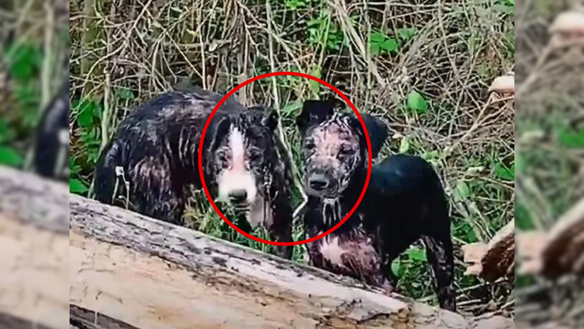 two abandoned dogs