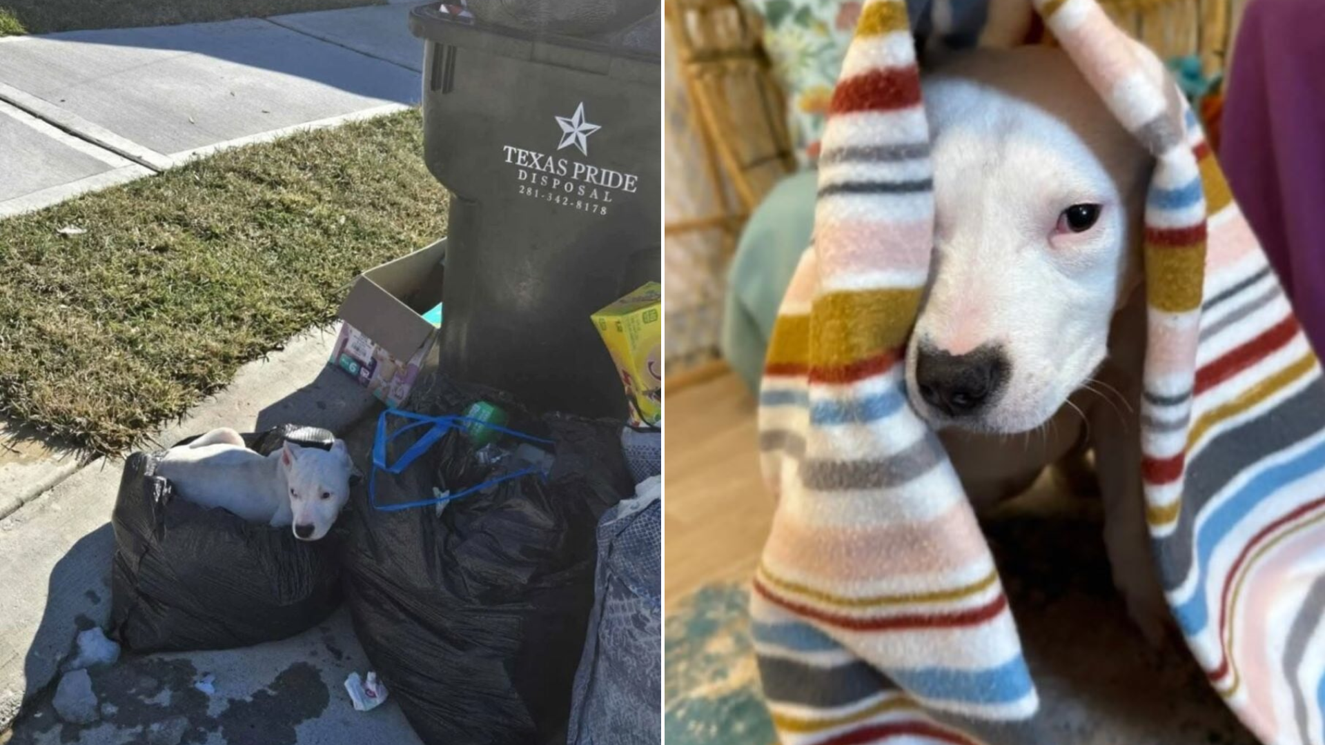 rescued stray dog