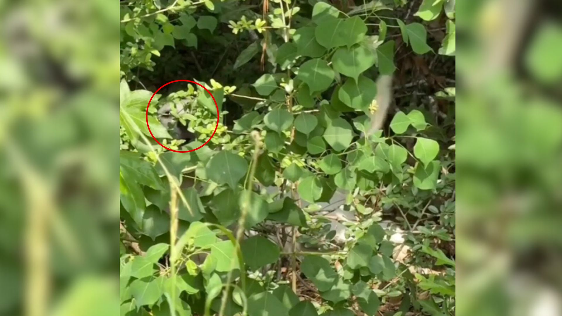 dog in bushes
