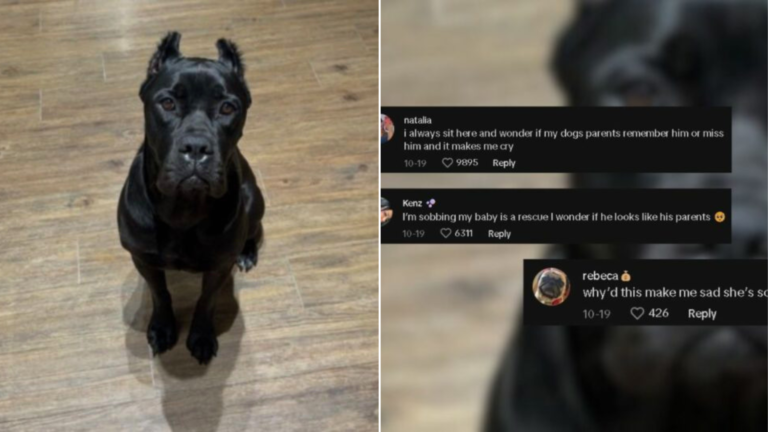 black dog