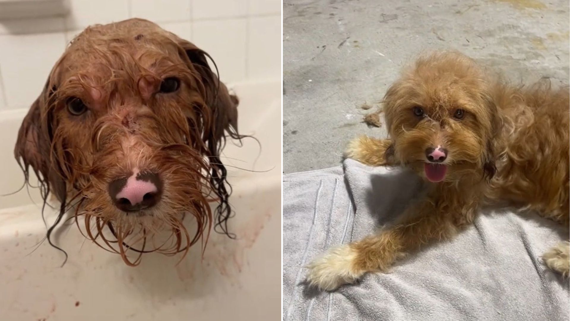 matted dog