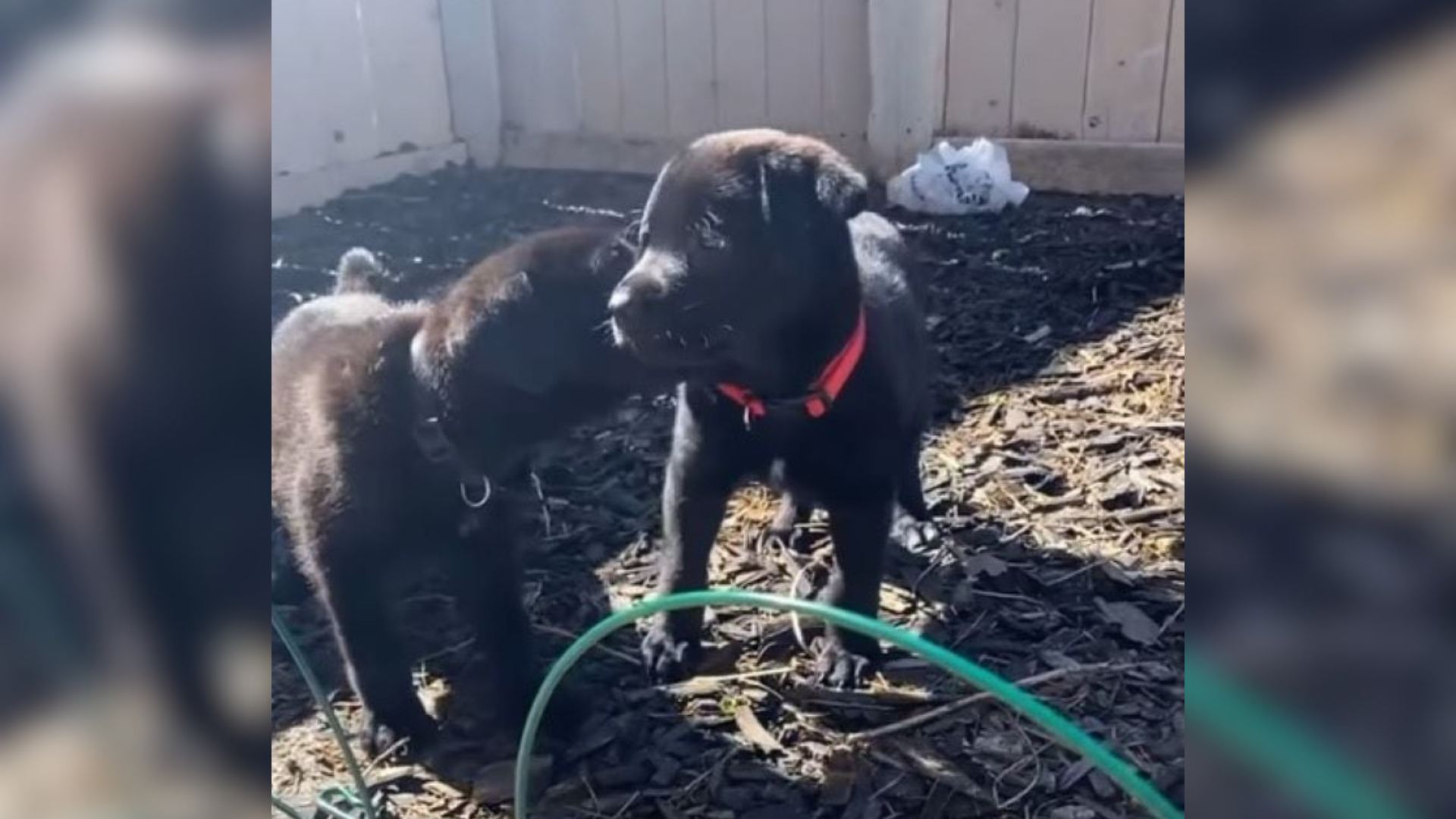 two black puppies