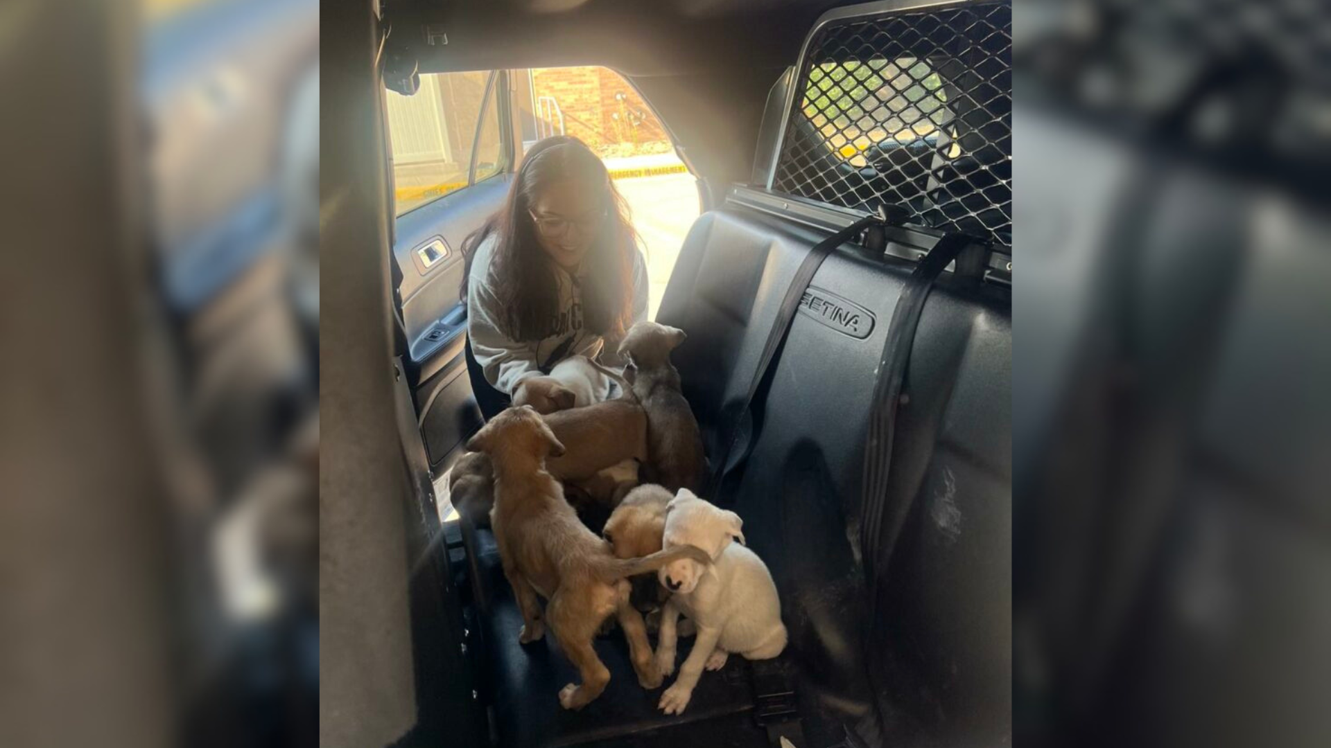 puppies in police car