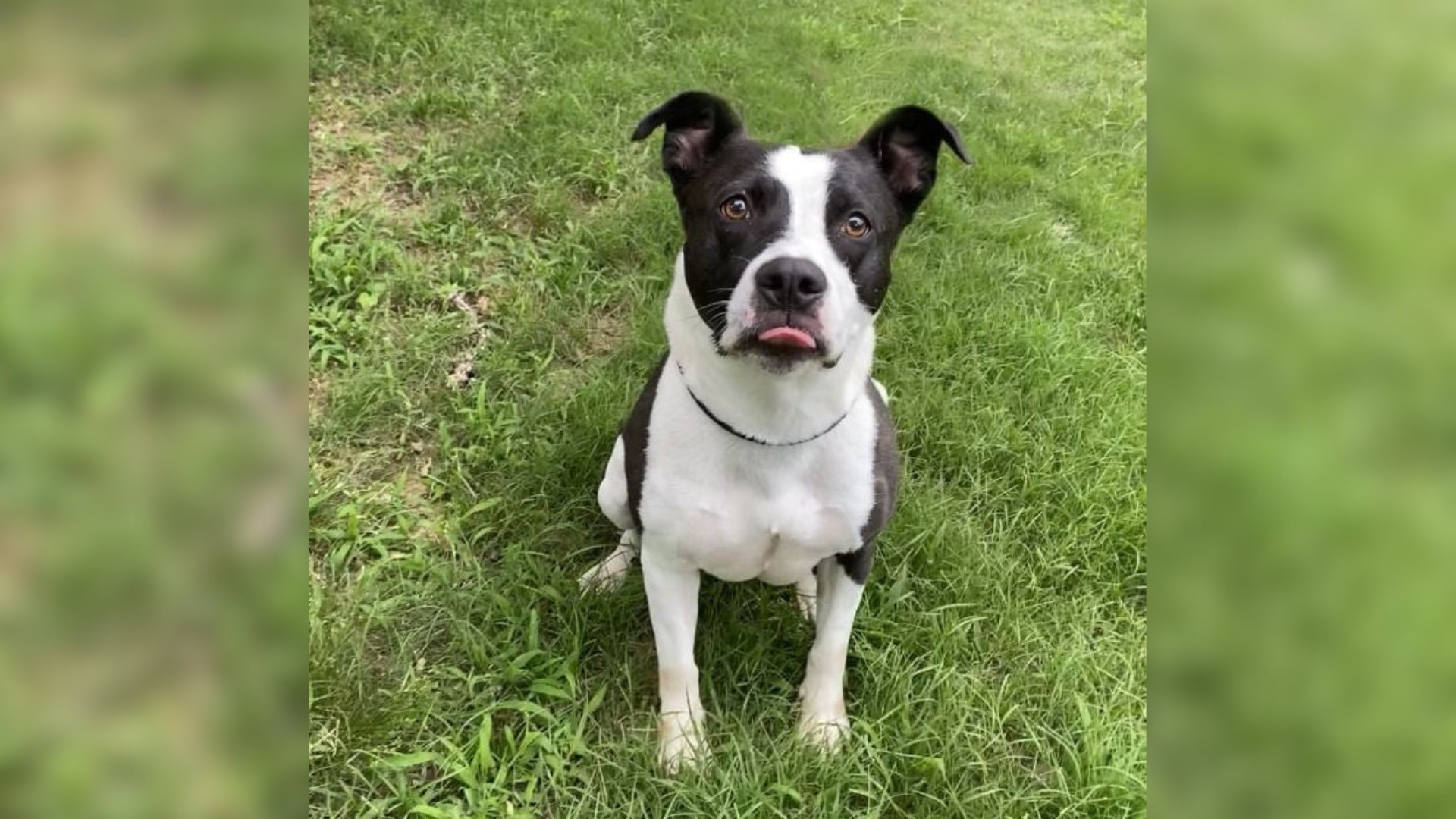 black and white dog on grass