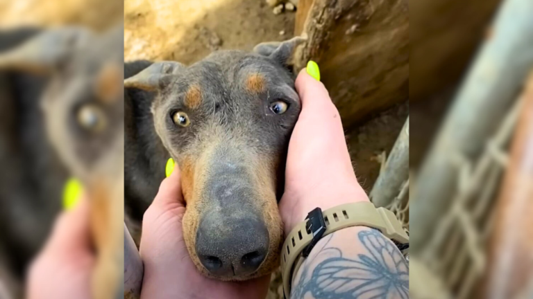person holding scared dog's face