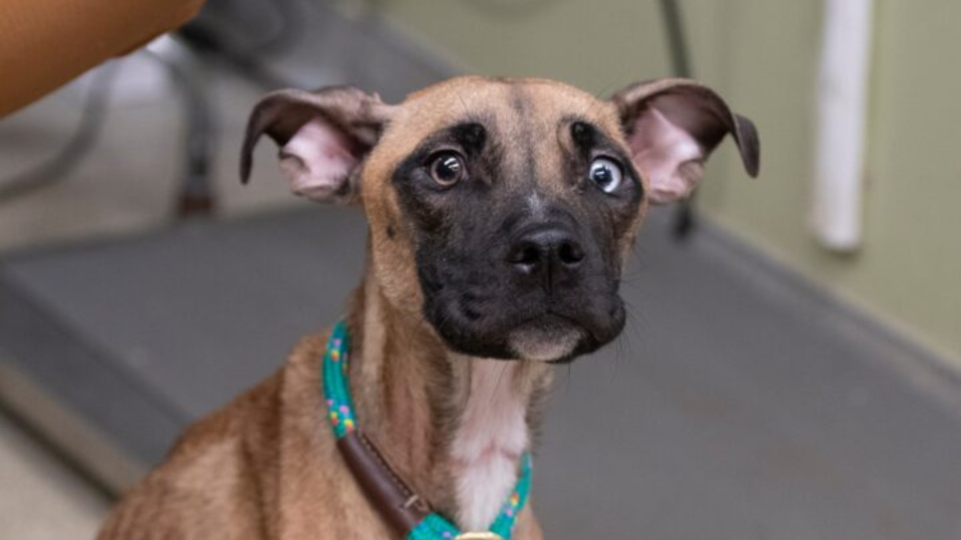 brown dog