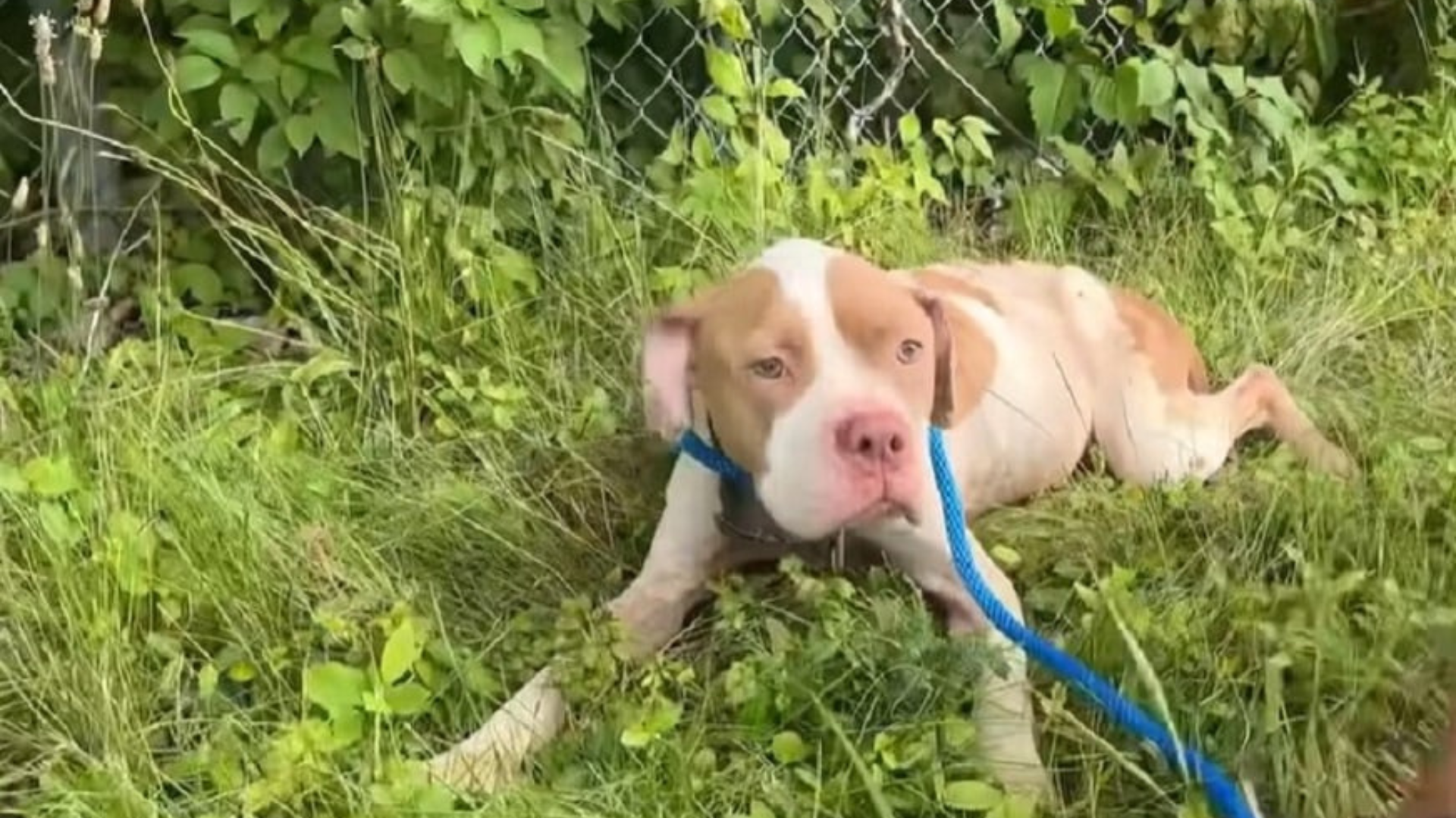 sick dog on grass