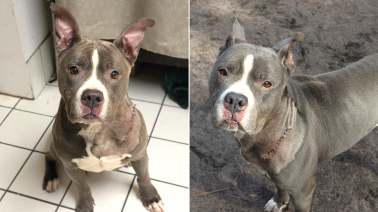 cute pit bull dog