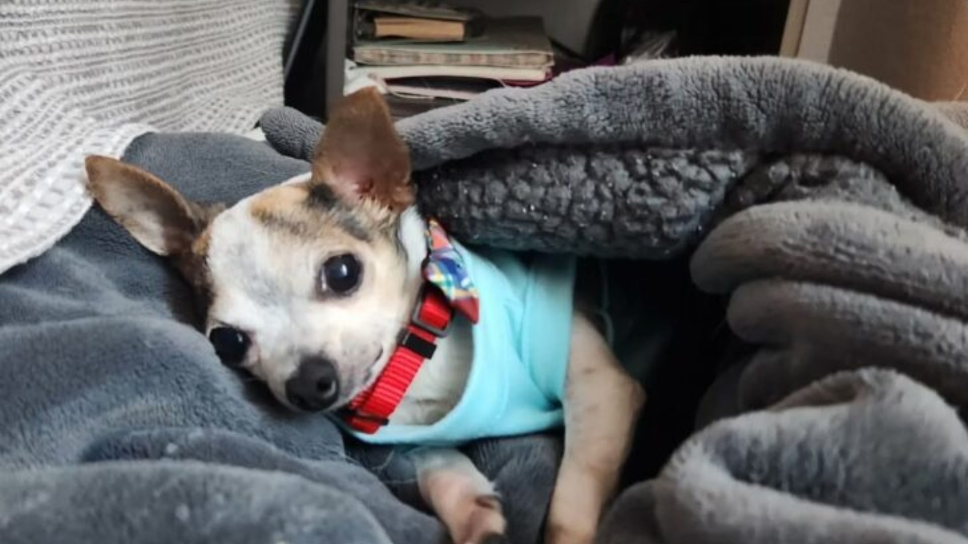 small senior dog