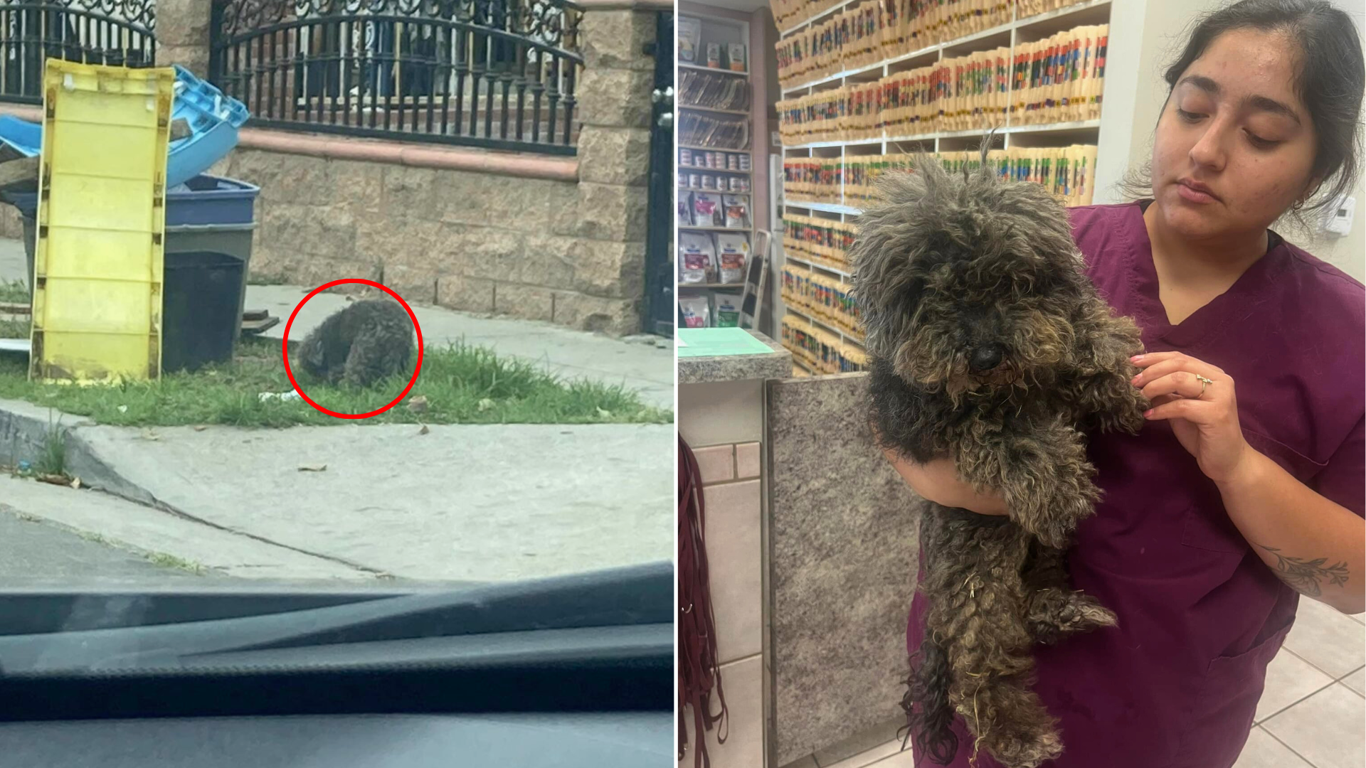 woman holding matted dog