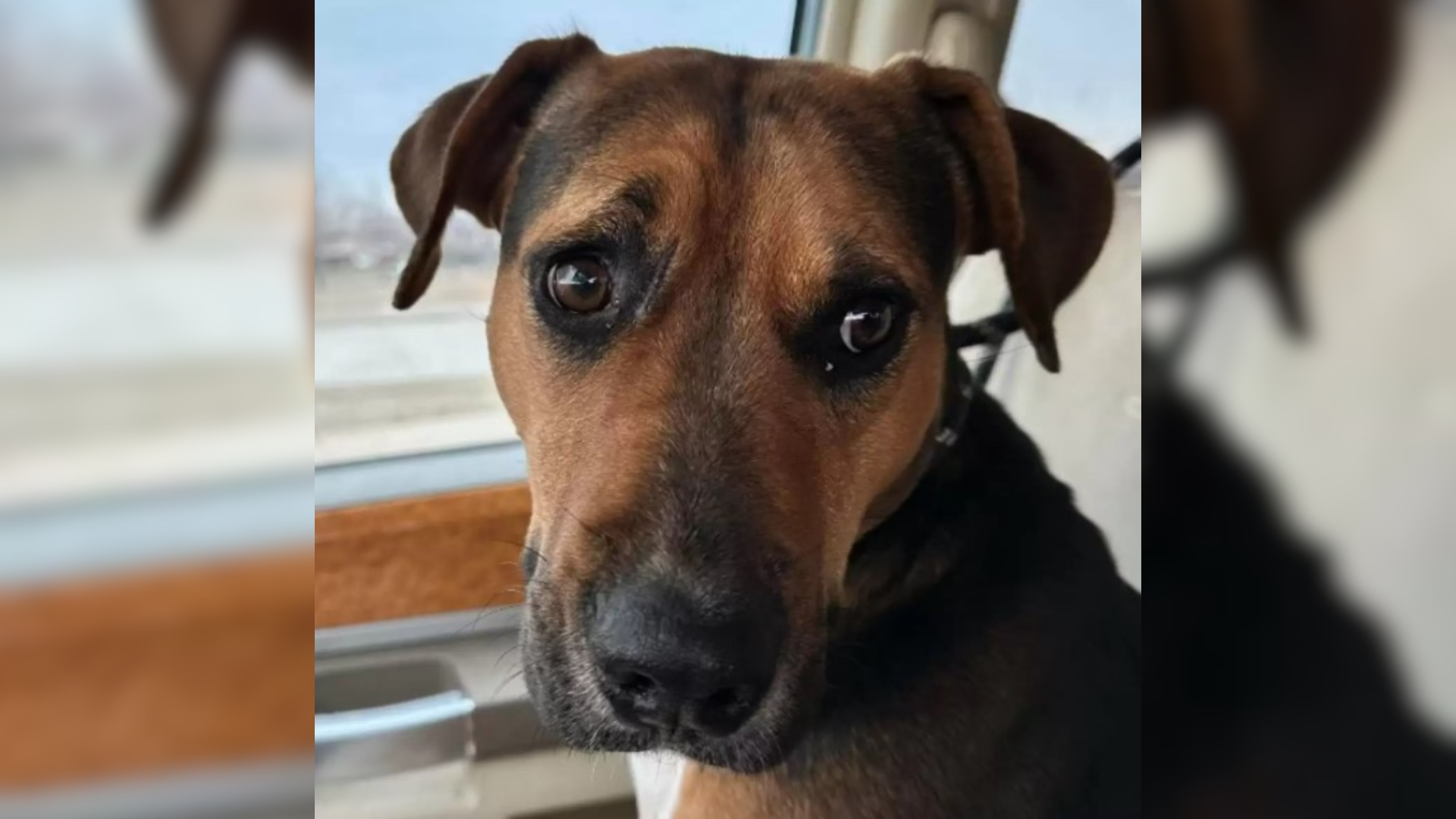 dog with expressive eyes