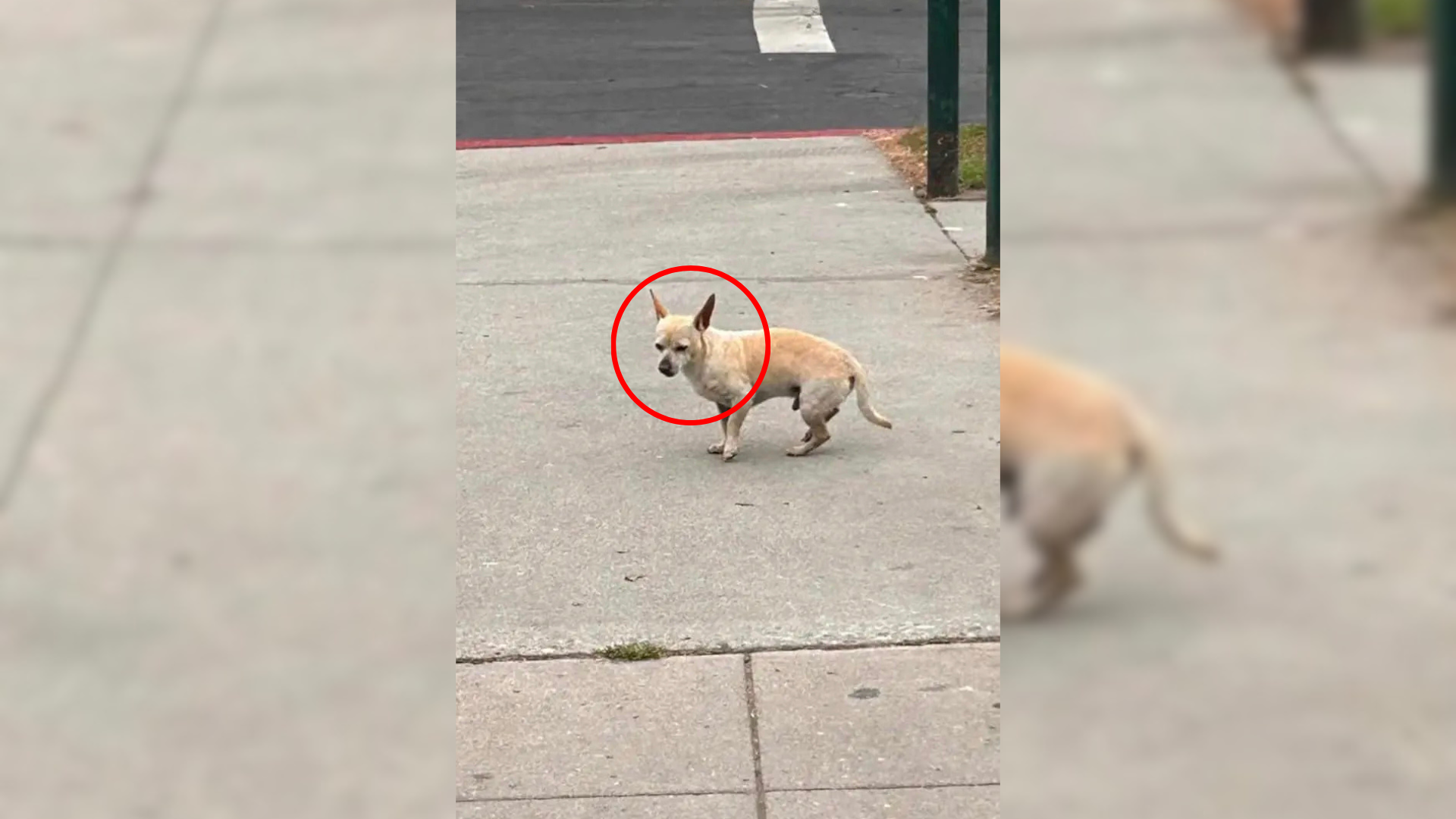 tiny stray dog