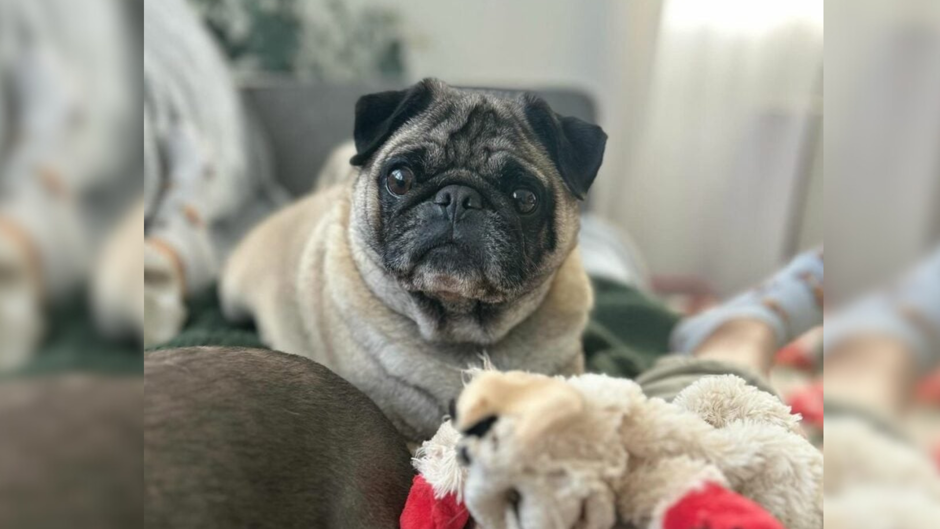 tiny pug with sad eyes