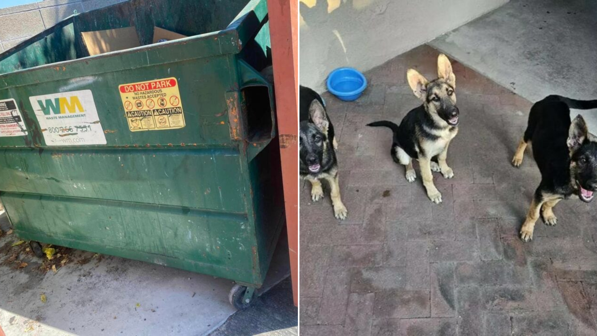 puppies rescued from dumpster