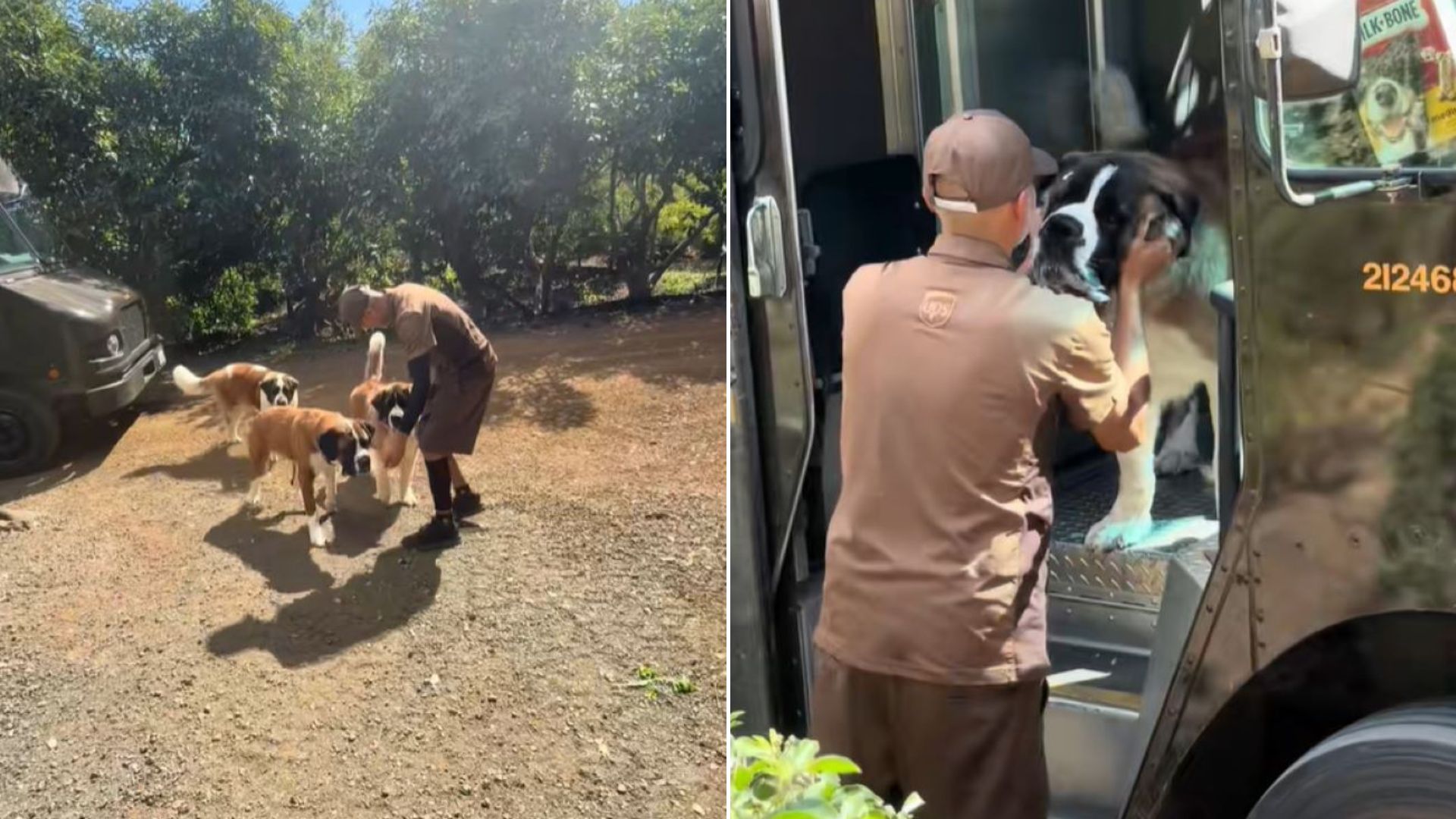 three giant dogs