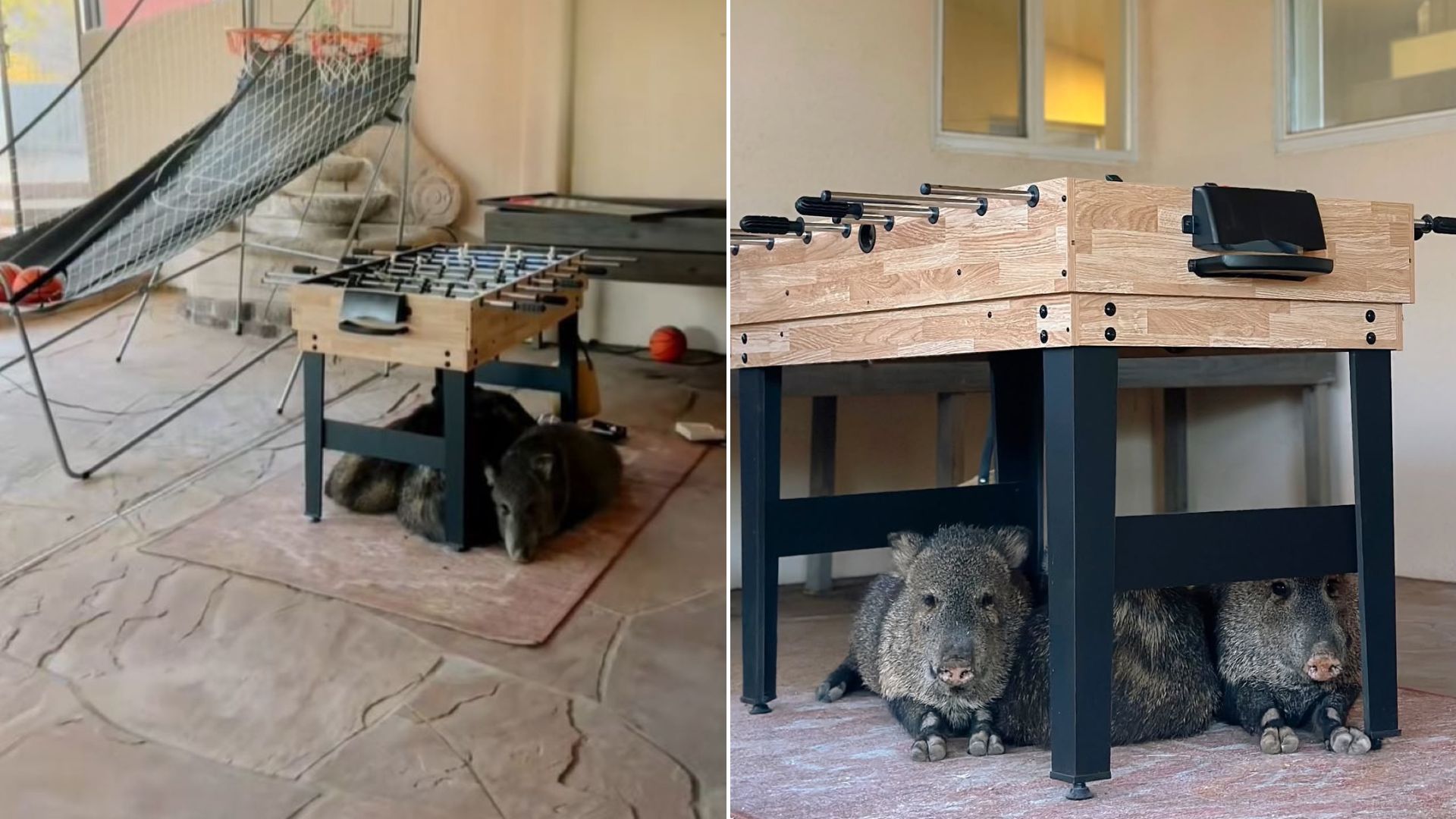 wild animals