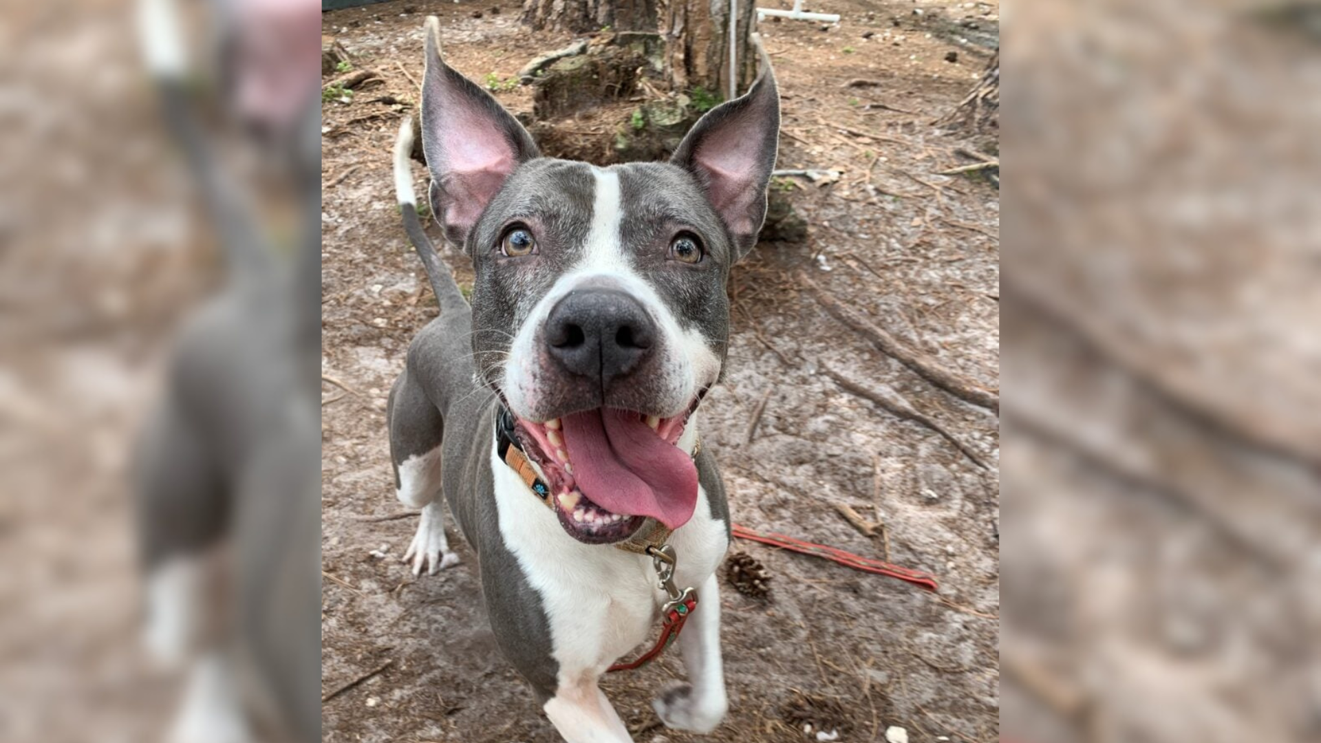 cute smiling dog
