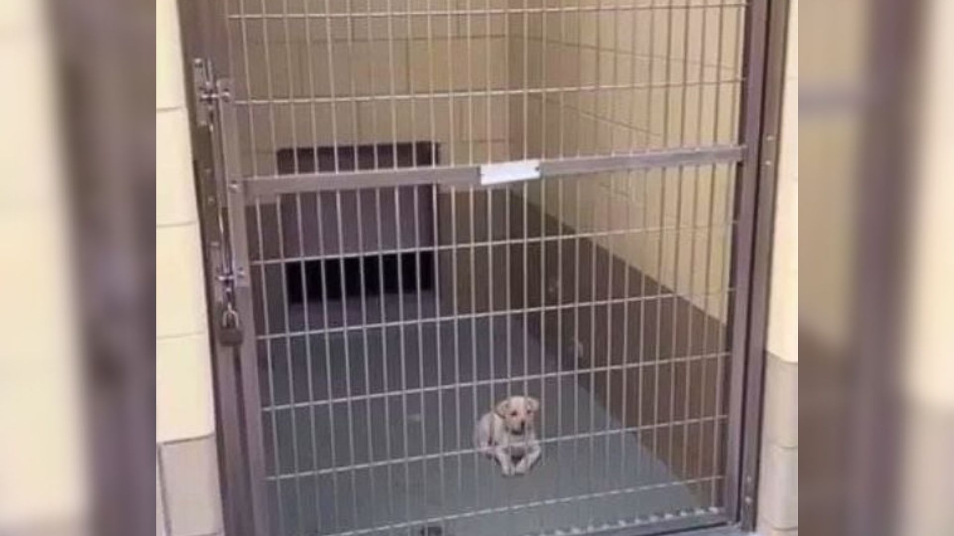 tiny puppy