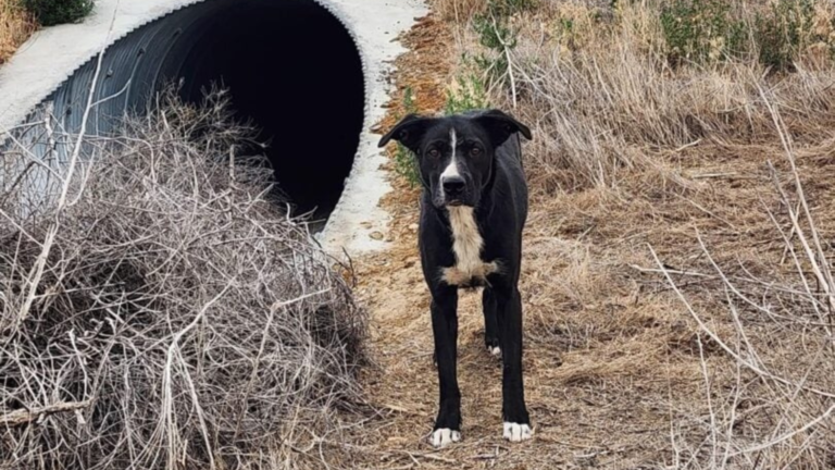 stray dog in brush