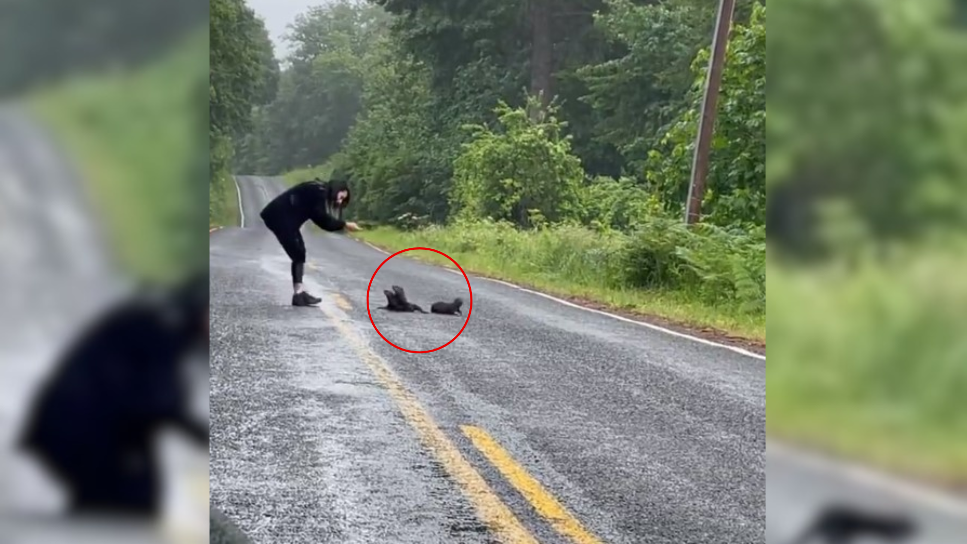 lost animals on highway