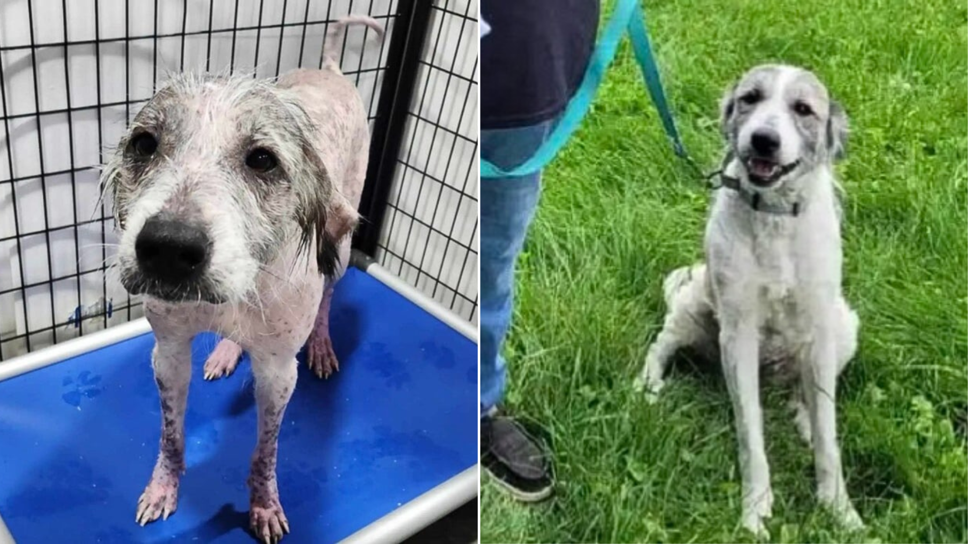 dog before and after rescue