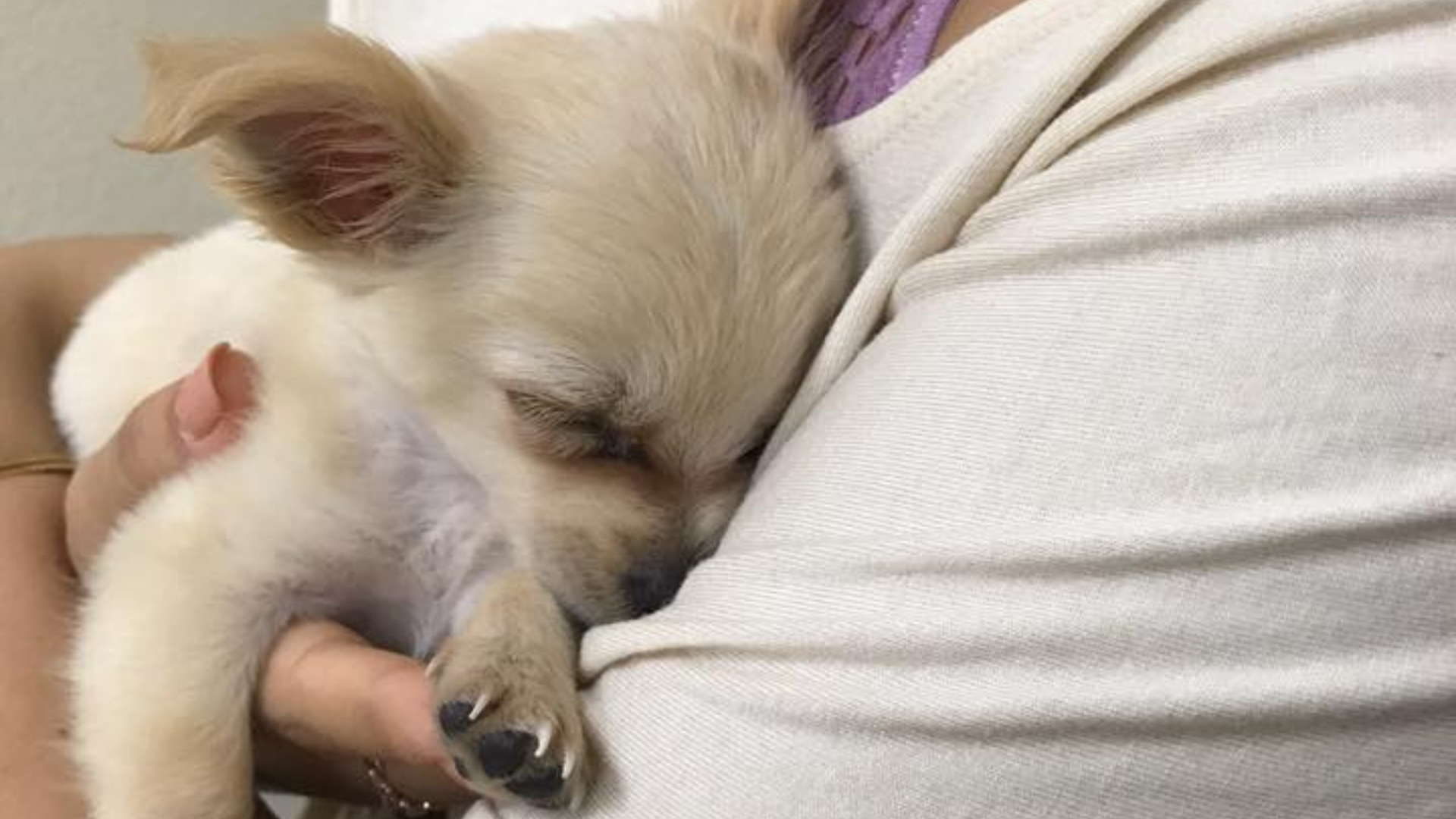 small puppy being held