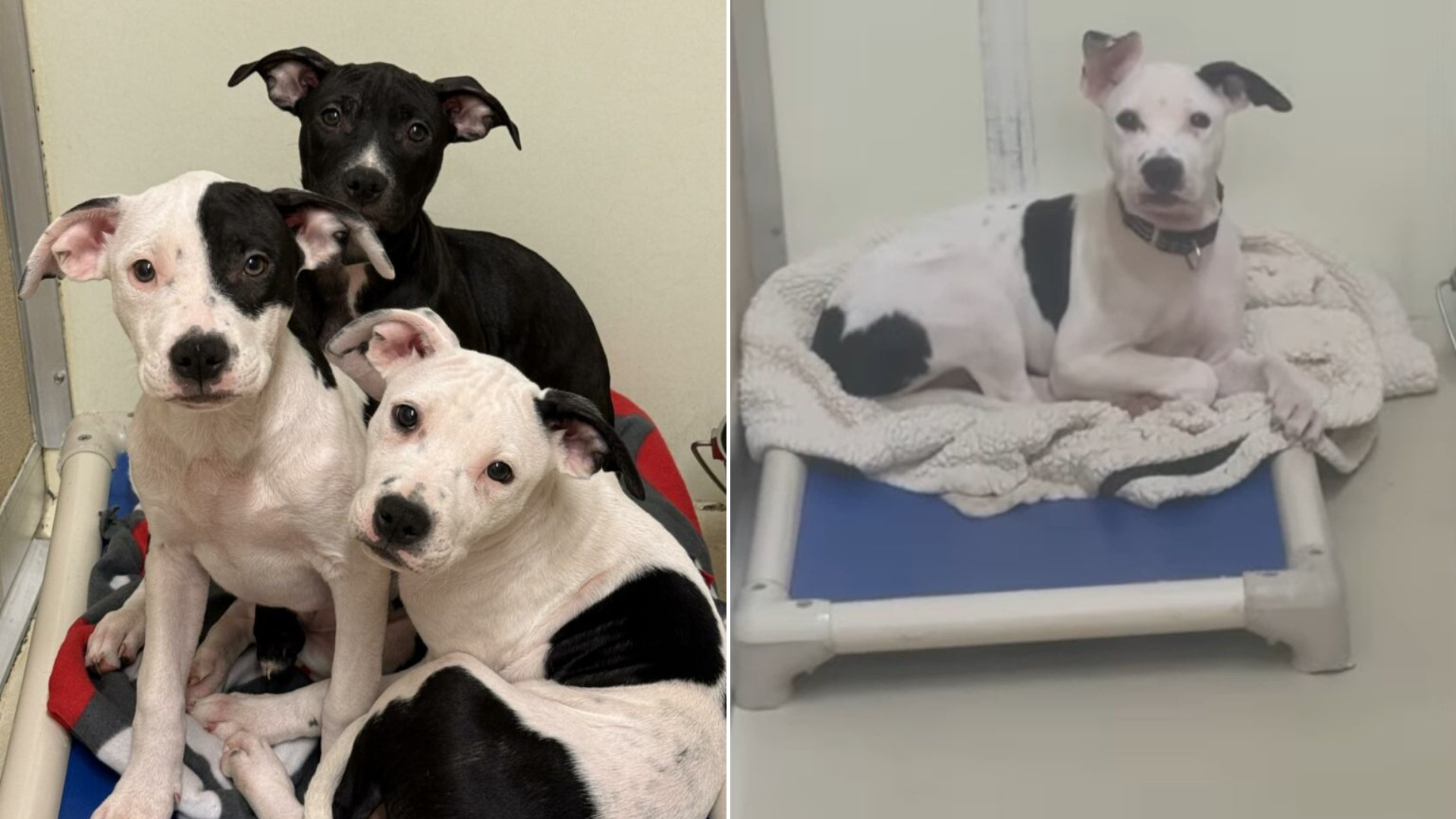 puppy siblings