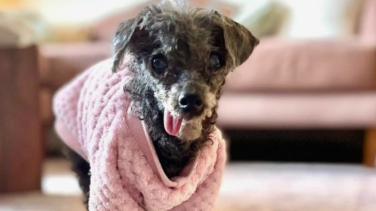 tiny dog in pink sweater
